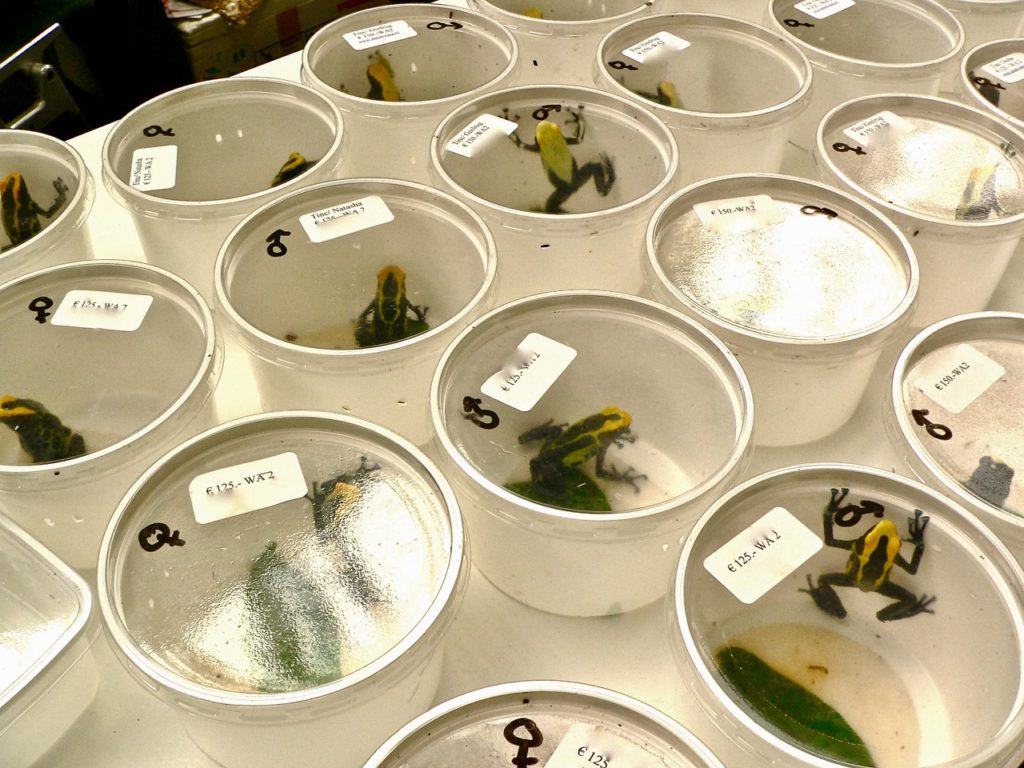 Poison Dart Frogs (Dendrobates tinctorius, CITES Appendix I) for sell at the Hamm reptile fair in Germany.