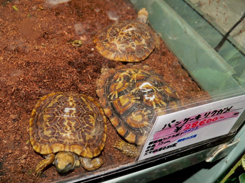 Pancake Tortoise (Malacochersus tornieri, CITES Appendix II) at a retail shop in Tokyo, Japan.