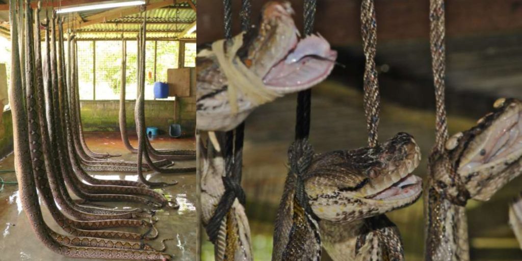 Reticulated Pythons (Malayopython r. reticulatus, CITES Appendix II), filled with water prior to being skinned in a reptile slaughterhouse, West Malaysia.