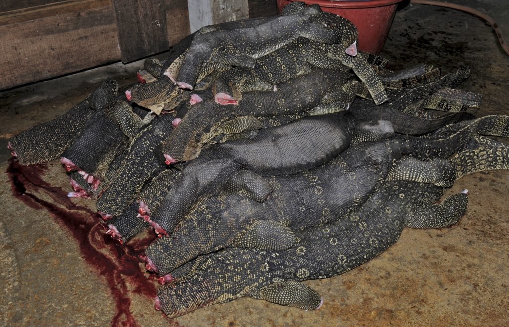 Decapitated Asian Water Monitors (Varanus salvator macromaculatus, CITES Appendix II) in a reptile slaughterhouse in West Malaysia.