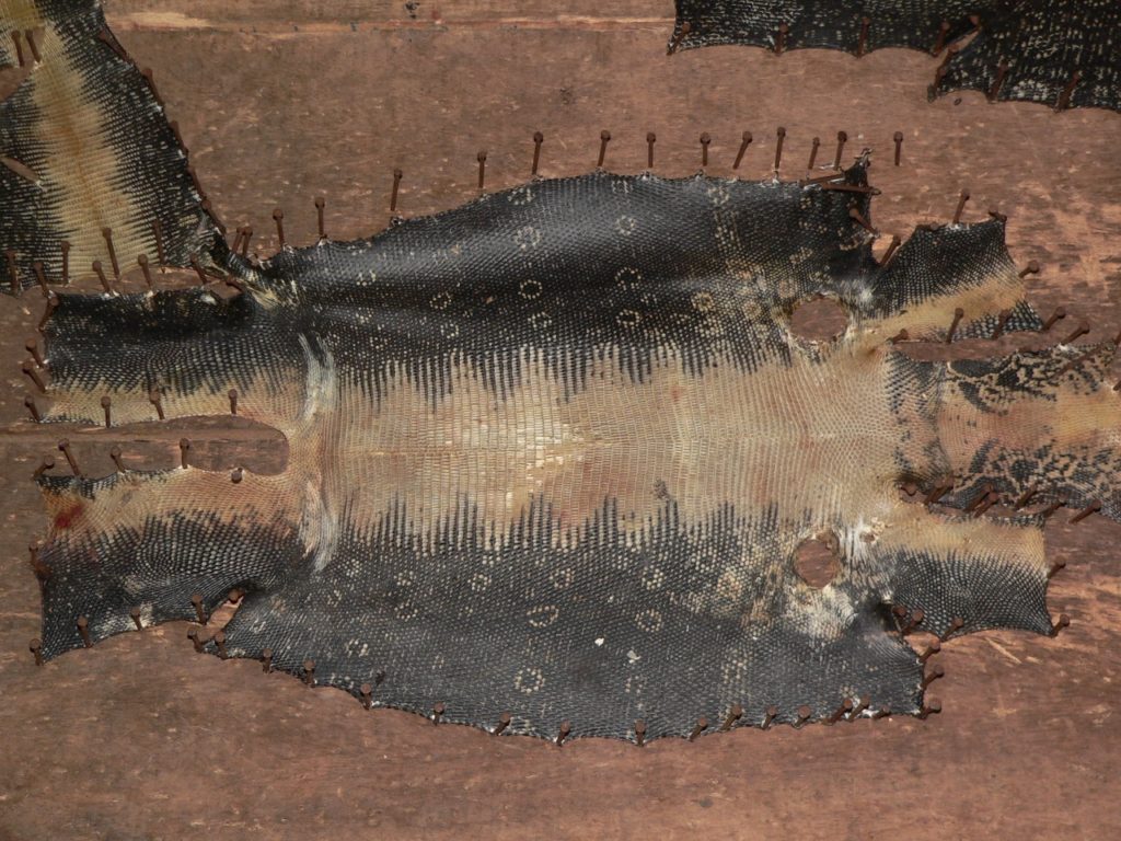 Belly skin of an Asian Water Monitor before leather processing.