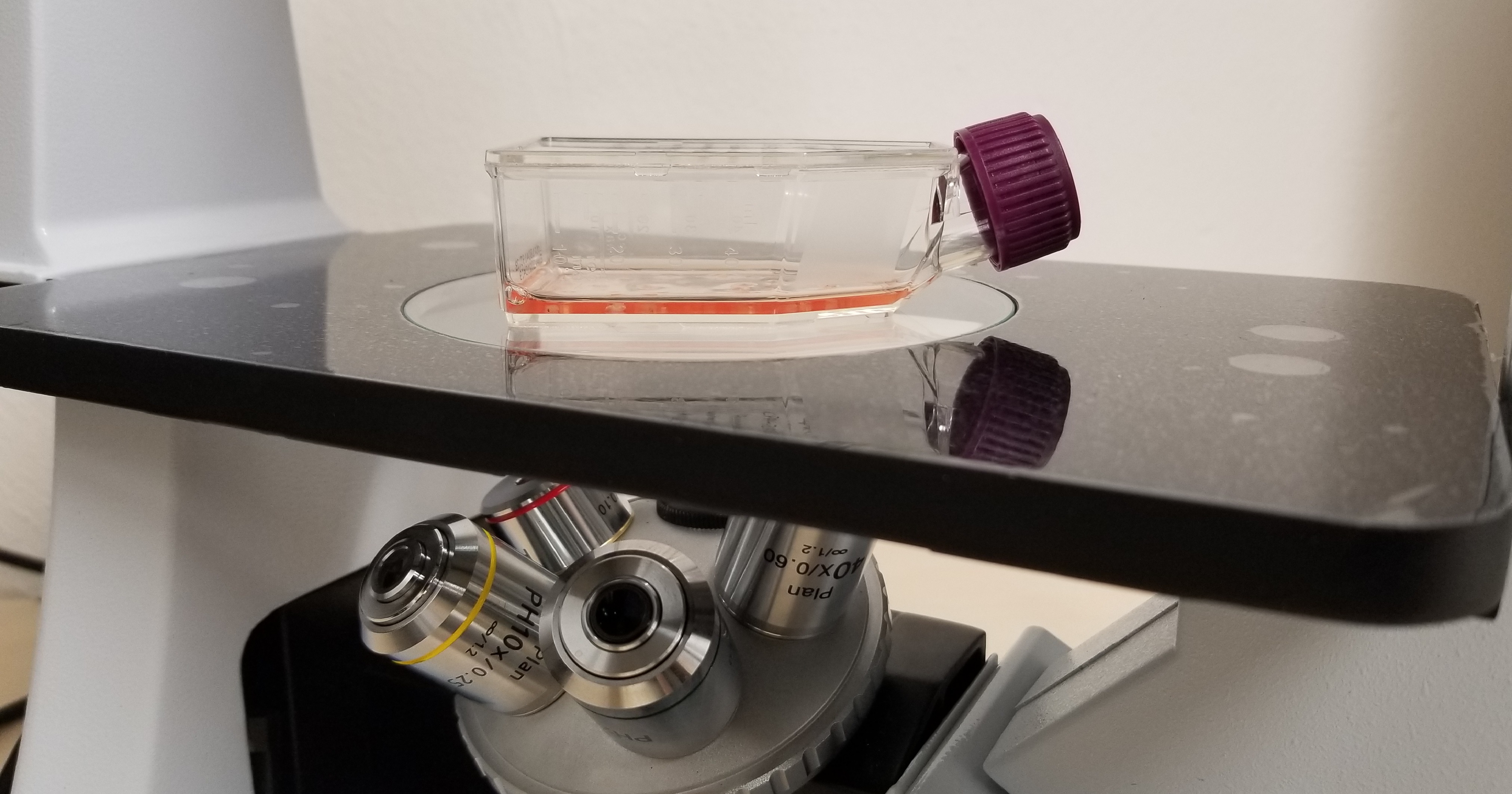 Cell culture flask with culture medium and growing animal cells from tissue pieces. Cell culture laboratory at the ZFMK.