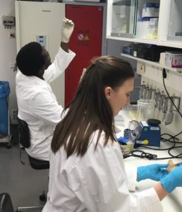 Lab technicians working on forensic samples at Zoological Research Museum Alexander Koenig