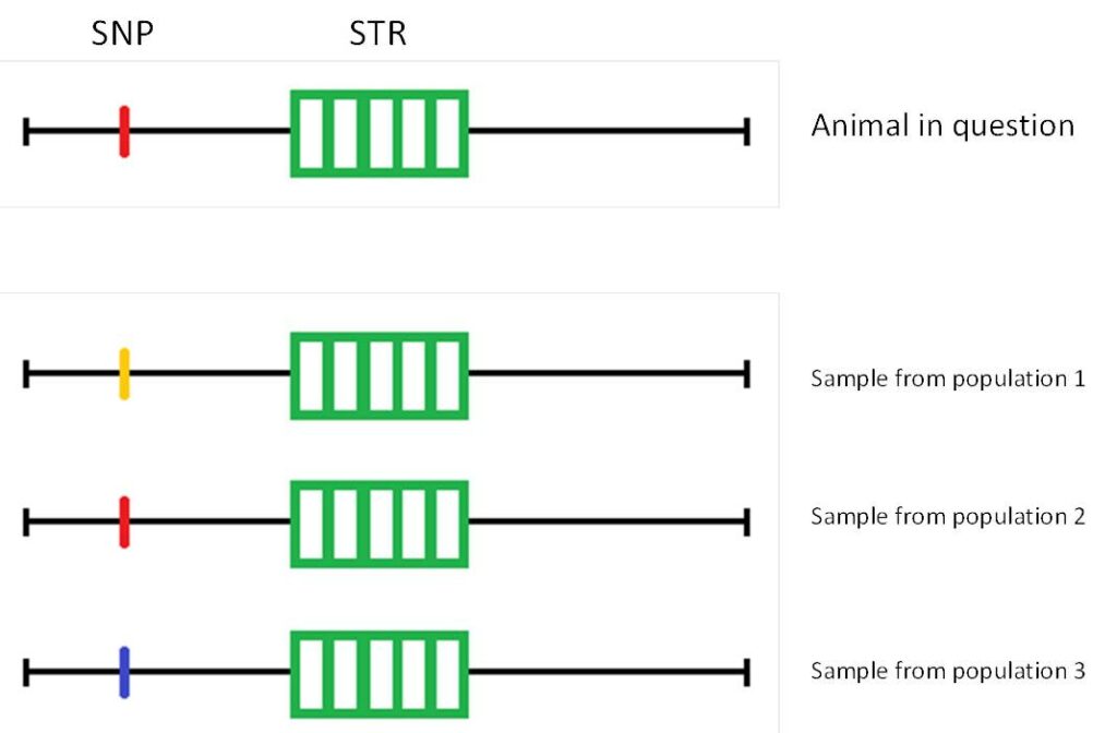 A SNPSTR marker with a microsatellite (5 repeats of the DNA motif) and a SNP. Based on the SNP, the individual can be assigned explicitly to population 2. In the case of a parentage analysis, the STRs would be used. (Sketch based on Knieps, 2020, Bachelor thesis)