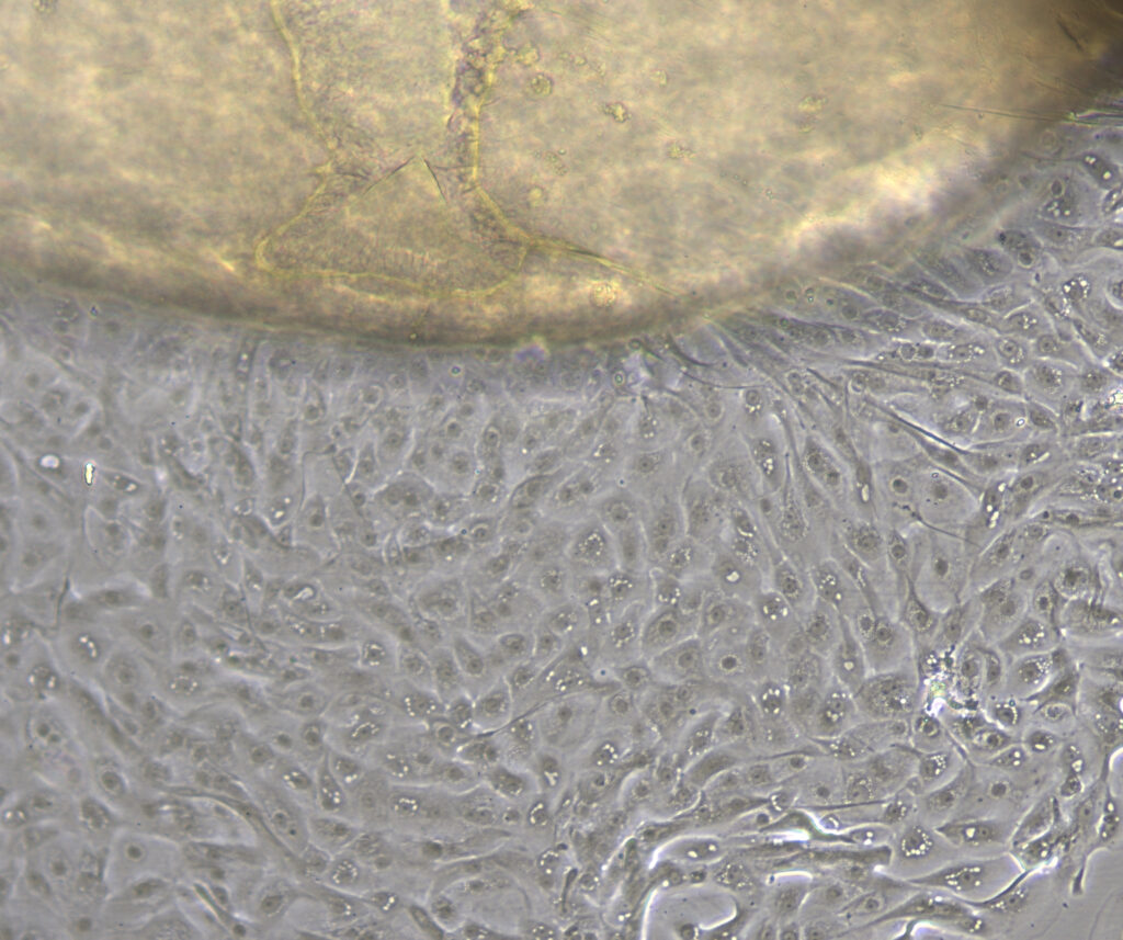Cell layer growing from an explanted Cornea (structure on the top in the image) collected from a freshly deceased juvenile Falco tinnunculus (Common kestrel). The uniform cell population was obtained after 5 days in culture.